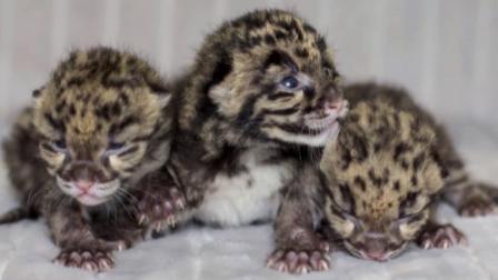 The Nashville Zoo in Tennessee recently welcomed three adorable clouded leopard cubs to its family.