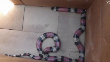 A woman discovered a snake slithering at her feet as she traveled southbound on the 14 Freeway through Santa Clarita.