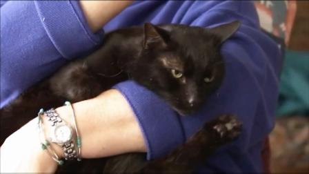 Porsche, a New Jersey cat that got lost after his owners were evacuated during Hurricane Sandy found his way home.