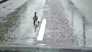A family of ducks crosses the road in Portland, Ore. in this still image from dashcam footage.