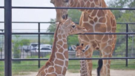Twin giraffes, Wasswa and Nakato, are shown at the Natural Bridge Wildlife Ranch in San Antonio, Texas in this March file photo.