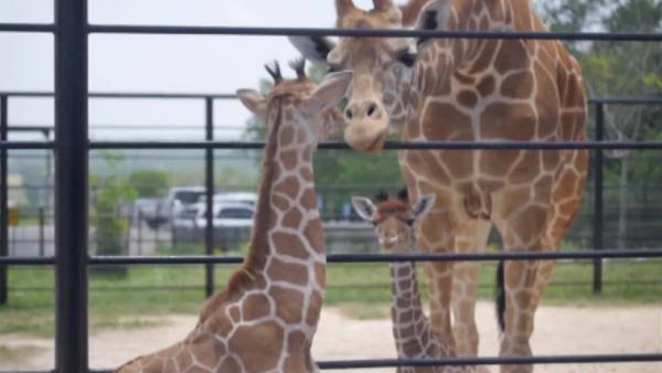 The Natural Bridge Wildlife Ranch in Texas is celebrating the rare birth of twin giraffes.