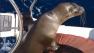 A sea lion pup recenly climbed onto a boat in Newport Beach.