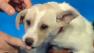 Our Pet of the Week for Tuesday, June 11, is a 3-month-old male Labrador Retriever mix named Chris. Please give him a good home!