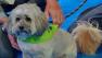 Our Pet of the Week on Thursday is a sweet 8-year-old Lhasa Apso named Diesel. Please give him a good home!