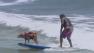 A dog and a man are seen surfing at a competition in Imperial Beach on Saturday, June 22, 2013.