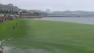 Green algae is seen covering the coastal waters in Qingdao, China in this undated photo.