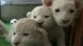 Three of five white lion cubs that recently made their public debut at Himeji Central Park in Himeji, Japan, are seen in this undated photo.
