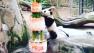 San Diego Zoos panda cub, Xiao Liwu, enjoys a birthday cake made of ice, bamboo and fruit.