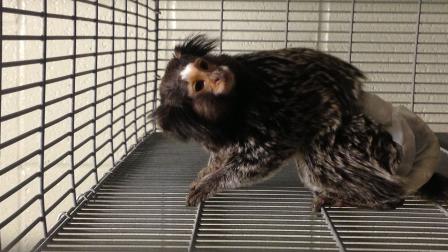 Riverside County sheriffs deputies found a marmoset monkey during a drug bust in Thousand Palms on Friday, Aug. 2, 2013.