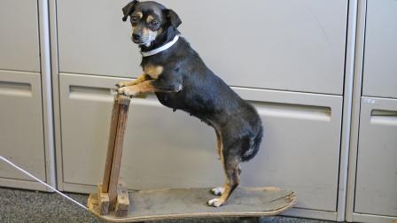 Chiquita the Chihuahua is shown on her skateboard. The 6-year-old Chihuahua is up for adoption at the Baldwin Park Animal Care Center.