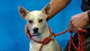Our Pet of the Week on Tuesday is a 2-year-old Chihuahua mix named Cash. Please give him a good home!