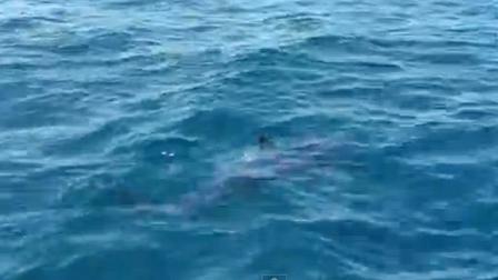 People taking a whale watching tour in O.C. got treated to an unexpected treat when they spotted a great white shark on Friday, Aug. 16, 2013.