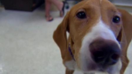 Danny, a rescued puppy in Texas, is ready to play just minutes after a surgery to save his sight.