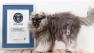 Colonel Meow, a Himalayan-Persian cross-breed, made the Guinness World Records book as the cat with the longest fur.