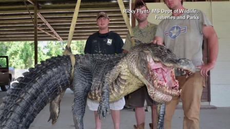 Alligator hunters in Mississippi caught a 727-pound gator on Sunday, Sept. 1, 2013.