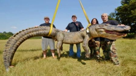 Jimmy Greer, Dalco Turner, John Ratcliff and Jennifer Ratcliff pose with a 741-pound alligator they caught in Mississippi, setting a new state record, on Sunday, Sept. 8, 2013.