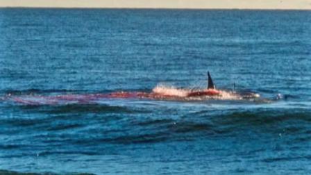 Bruce Langsen took this photo of a hungry great white shark eating a seal on Sunday, Sept. 15, 2013.