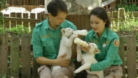 Rare white lion cubs made their debut at a South Korean zoo on Tuesday, Oct. 1, 2013.