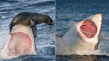 Pictures from the waters off Cape Town, South Africa, show a close call for a young seal.