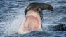 A great white shark is seen erupting from the ocean off Cape Town, South Africa, and trying to snatch a young seal for lunch.