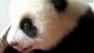 Yuan Zai, a giant panda cub, is shown in this photo provided by Chinese zoologists.