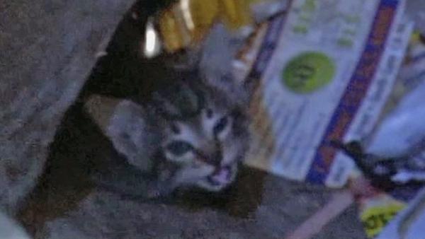 Kitten rescued from South LA storm drain