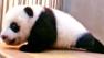 A panda cub attempts to crawl in this still photo from a zoo in Taipei, Taiwan.