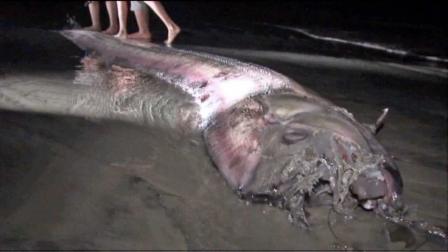 A 14-foot long bony oarfish typically found in tropical waters washed ashore in Oceanside Friday, Oct. 17, 2013.