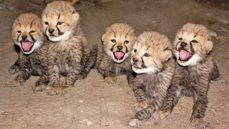 Five cheetah cubs, born on Oct. 6, are shown in this October 2013 photo posted on the Metro Richmond, Virginia Zoos Facebook page.