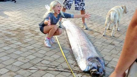 An 18-foot-long bony oarfish typically found in tropical waters was discovered off the coast of Catalina Island, Sunday Oct. 13, 2013.