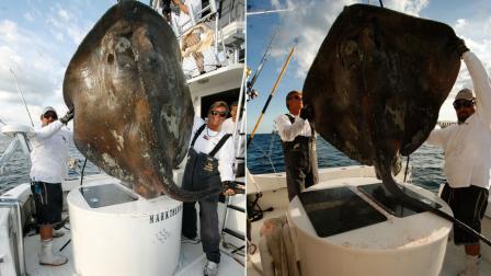 A Florida fisherman captured an 800-pound deep-water stingray in the waters off Miami Beach over the weekend.