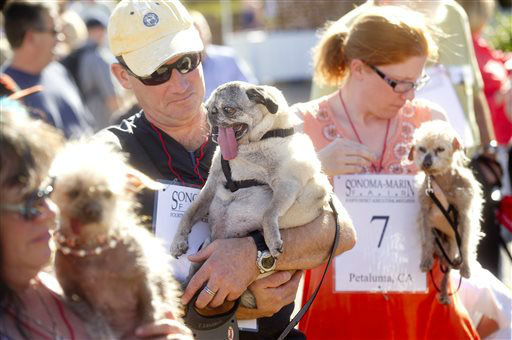 Penny, a 12-year-old pure bred pug, waits with...