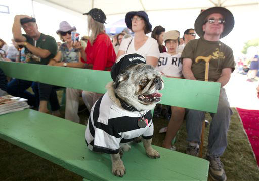 Grovie, a 10-year-old pug, waits to compete in...