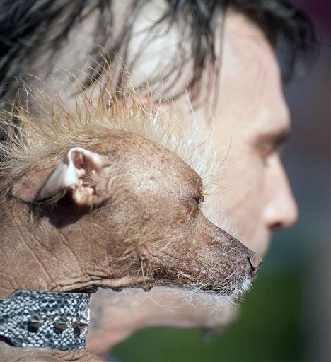 Held by owner Jon Adler, Icky, a 3-year-old...