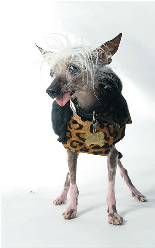 Rascal poses for a portrait while competing in...