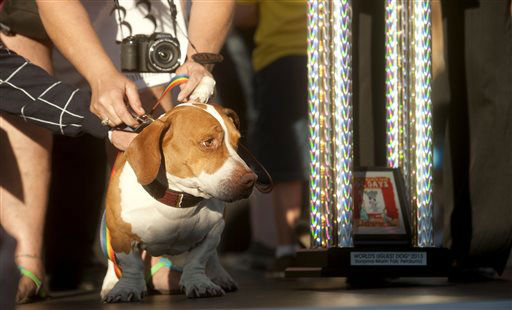 Walle, 4-year-old mix of beagle, boxer and...