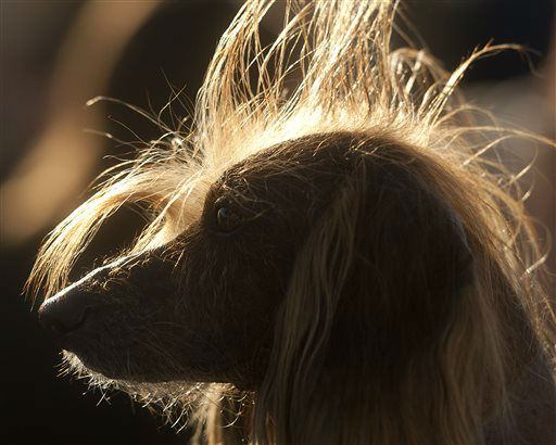 Isaboo, a 7-year-old Chinese Crested, basks in...