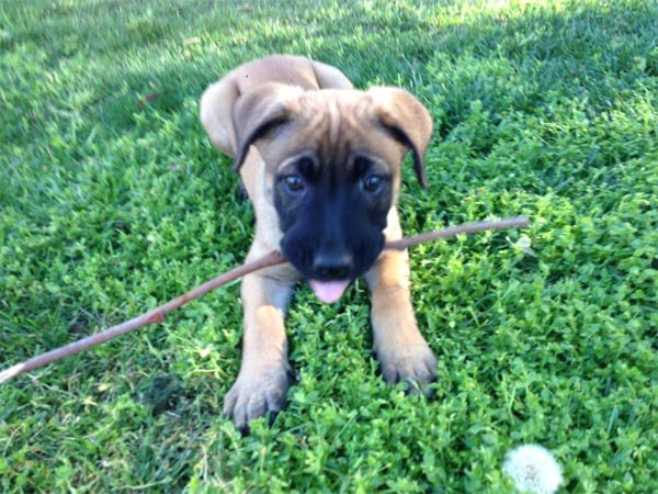 Emma Joan Bradley posted this photo of her puppy...