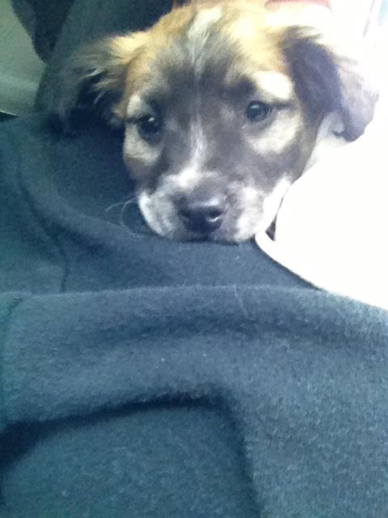 Michelle Rehn posted this photo of her puppy...