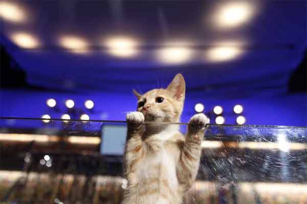 Animal Planet provided KABC-TV this image of...