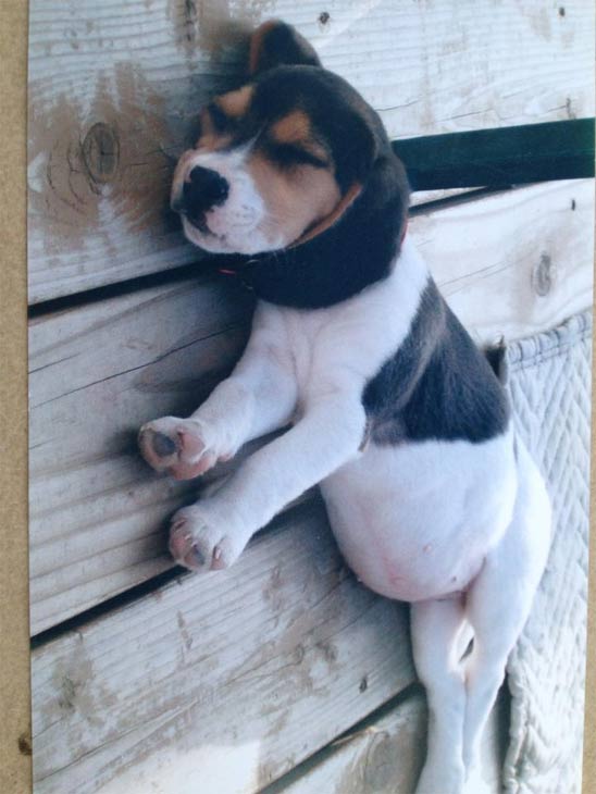 Ashli Vreeland Spellman posted this photo of her...