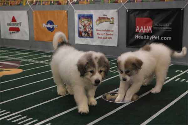 Animal Planet provided KABC-TV this image of...
