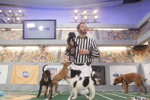 Animal Planet provided KABC-TV this image of a game referee with multiple puppies.