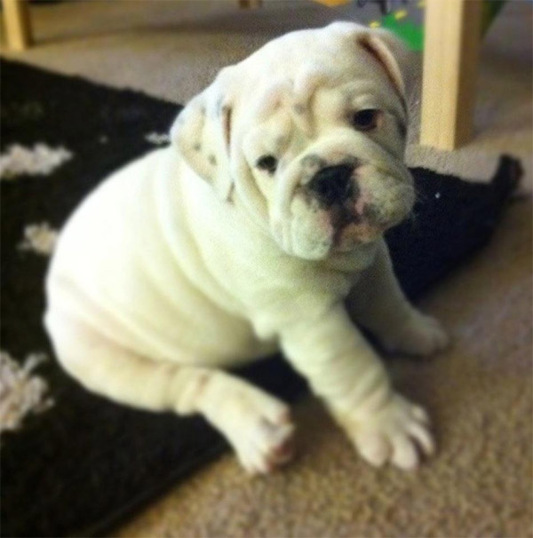 Katrina Mercado posted this photo of her puppy...