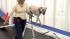 Jamie Van Wye of the Zoom Room admits some dogs...