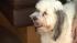 Some dog owners use Diningwithdogs.com on Facebook and Twitter to find paw-friendly eateries.
