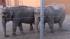 Zoo veterans will lecture on animal mating and...