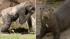 The L.A. Zoo is hosting the second annual Sex...