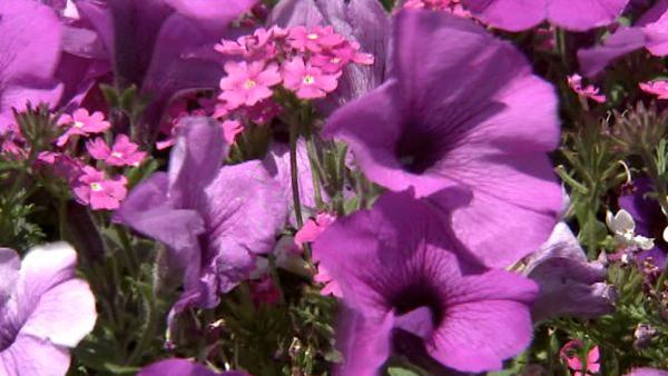 It's springtime, so your flowers should be in bloom and your grass should look its best.  ABC7's Ric Romero offers tips on how to take care of your lawn.